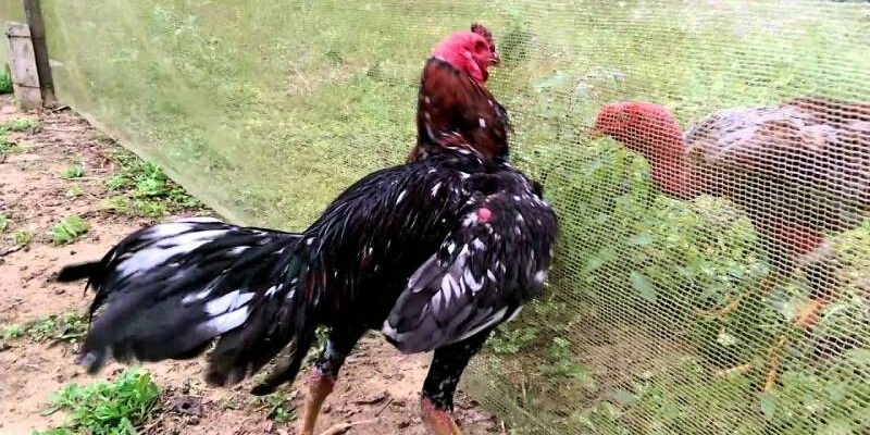Các Loại Hình Đá Gà Thường Xuất Hiện